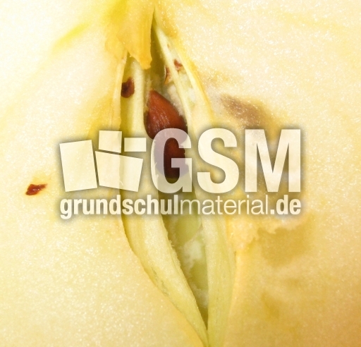 Apfel-Kernkammer-2.jpg